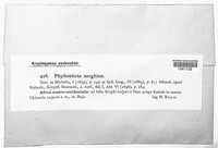 Epicoccum sorghinum image